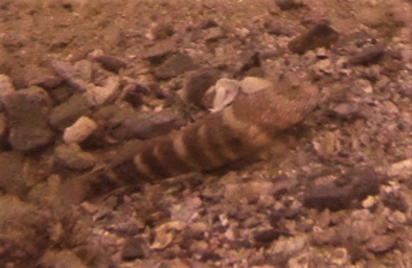 Luther's prawn-goby (Cryptocentrus lutheri) — Gobiidae