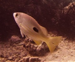 Lutjanus ehrenbergii