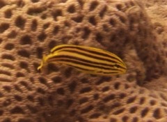 Plectorhinchus gaterinus