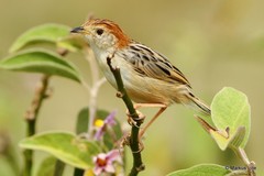 Cisticola robustus