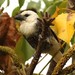 White-headed Barbet - Photo (c) markus lilje, some rights reserved (CC BY-NC-ND), uploaded by markus lilje