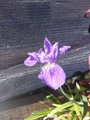 Iris tectorum