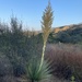 Chaparral Nolina - Photo (c) Aaron Echols, some rights reserved (CC BY-NC), uploaded by Aaron Echols