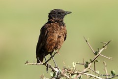 Myrmecocichla aethiops