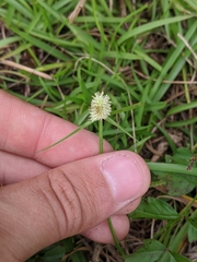Cyperus sesquiflorus