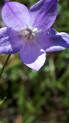 Campanula petiolata