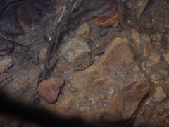 Quasipaa exilispinosa