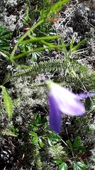 Campanula petiolata