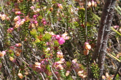Erica cubica