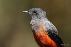 Thamnolaea cinnamomeiventris