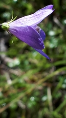 Campanula petiolata