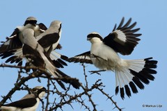 Lanius excubitoroides