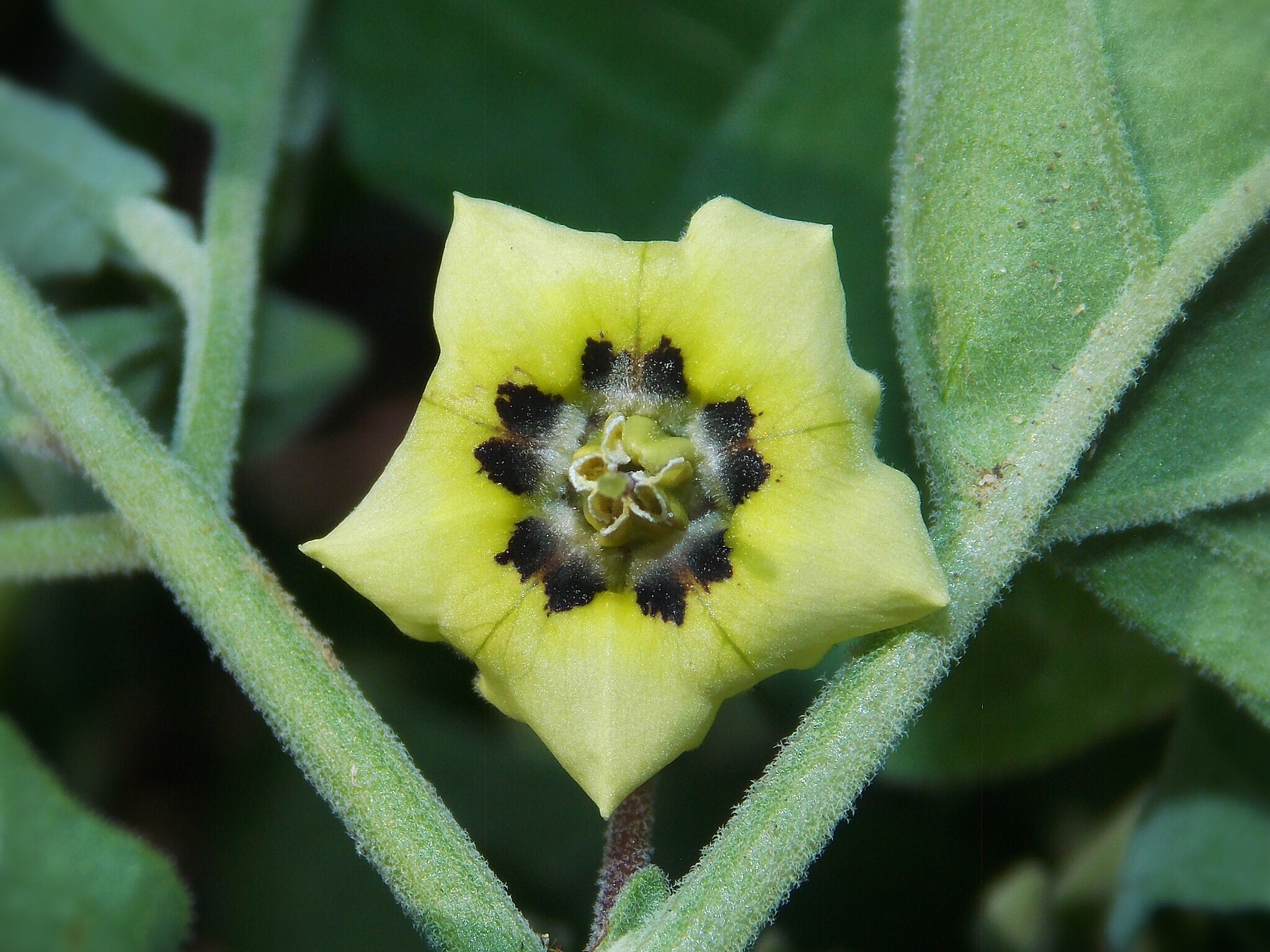 Physalis mollis
