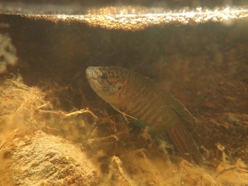 Chinese fighting fish (Macropodus opercularis) — Osphronemidae — 3