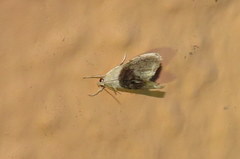 Lipocosmodes fuliginosalis