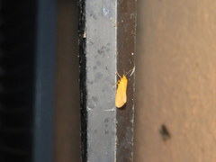 Virbia opella
