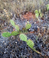 Opuntia tortispina