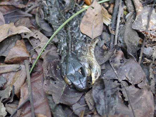 African Tree Cobra