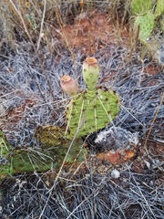 Opuntia tortispina