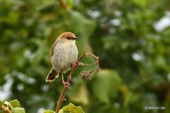 Cisticola hunteri