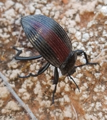 Eleodes acuta