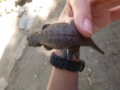 Sceloporus graciosus vandenburgianus