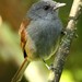 African Hill Babbler - Photo (c) markus lilje, some rights reserved (CC BY-NC-ND), uploaded by markus lilje