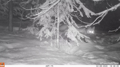 Vulpes vulpes necator