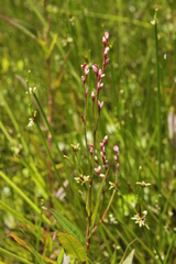 Persicaria meisneriana