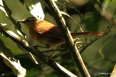 Bradypterus cinnamomeus