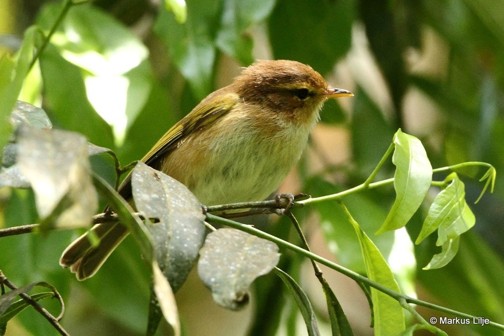 Brown Woodland-Warbler (Phylloscopus umbrovirens) photo