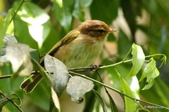 Phylloscopus umbrovirens