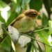 Brown Woodland-Warbler - Photo (c) markus lilje, some rights reserved (CC BY-NC-ND), uploaded by markus lilje