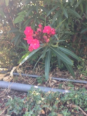 Nerium oleander