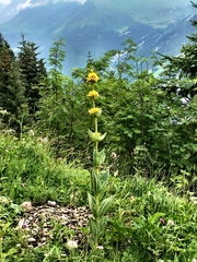 Gentiana lutea lutea