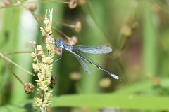 Lestes unguiculatus