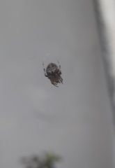 Araneidae