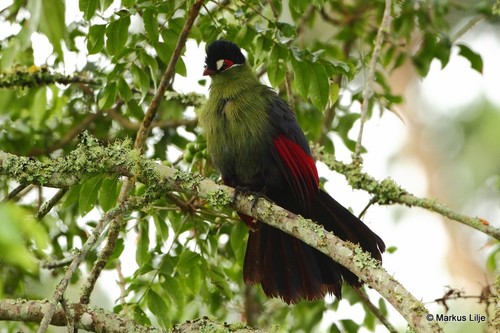 Hartlaub's Turaco