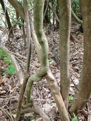 Aristolochia macrophylla