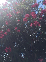 Nerium oleander
