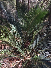 Macrozamia communis