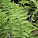 Swamp Fern - Photo (c) Erwin Sieben, some rights reserved (CC BY-NC), uploaded by Erwin Sieben
