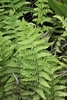 Swamp Fern - Photo (c) Erwin Sieben, some rights reserved (CC BY-NC), uploaded by Erwin Sieben