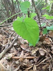 Aristolochia macrophylla