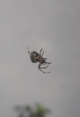 Araneidae