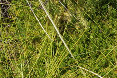 Laurembergia repens