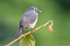 Melaenornis fischeri
