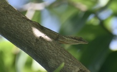 Anolis angusticeps