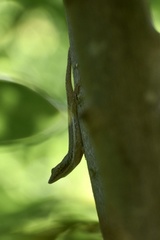 Anolis angusticeps