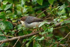 Apalis cinerea